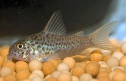 Hoplisoma albolineatum