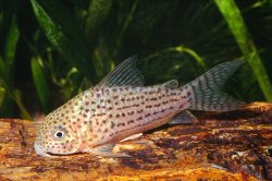 Hoplisoma araguaiaense