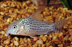 Hoplisoma araguaiaense