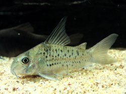 Hoplisoma armatum