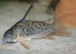 Hoplisoma armatum