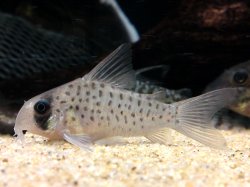 Hoplisoma atropersonatum