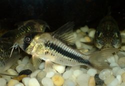 Hoplisoma axelrodi