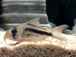 Hoplisoma axelrodi
