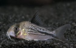 Hoplisoma axelrodi