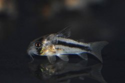 Hoplisoma axelrodi