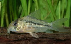 Hoplisoma axelrodi