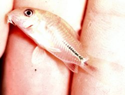 Hoplisoma baderi