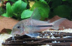 Hoplisoma baderi