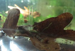 Hoplisoma baderi