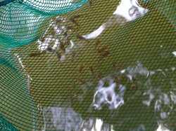 Hoplisoma boesemani