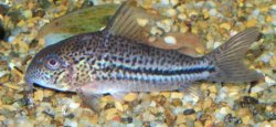 Hoplisoma bondi