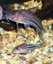 Hoplisoma bondi