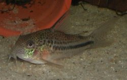 Hoplisoma bondi