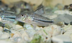 Hoplisoma bondi