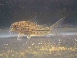 Hoplisoma breei - Click for species page