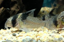 Hoplisoma brevirostre