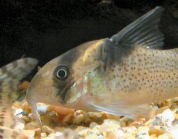 Hoplisoma brevirostre