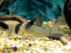 Hoplisoma brevirostre