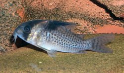 Hoplisoma brevirostre