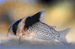 Hoplisoma brevirostre