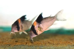 Hoplisoma burgessi