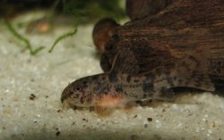 Hoplisoma carlae
