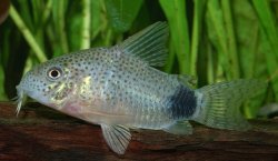 Hoplisoma caudimaculatum