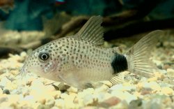 Hoplisoma caudimaculatum