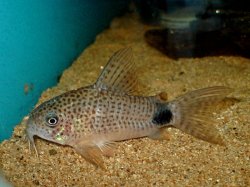 Hoplisoma caudimaculatum