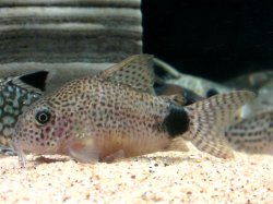 Hoplisoma caudimaculatum