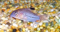 Hoplisoma cf. julii