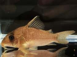 Hoplisoma cf. noxium