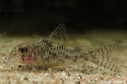 Hoplisoma cochui - Click for species page