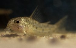 Hoplisoma cochui