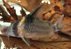 Hoplisoma colossus