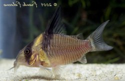 Hoplisoma colossus