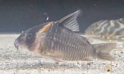 Hoplisoma colossus