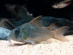 Hoplisoma concolor