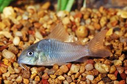 Hoplisoma concolor