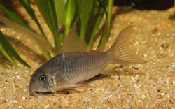 Hoplisoma concolor