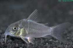 Hoplisoma concolor