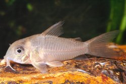 Hoplisoma concolor