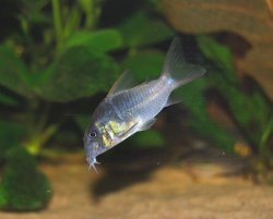Hoplisoma concolor