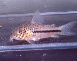 Hoplisoma coppenamense - Click for species page