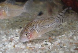 Hoplisoma cruziense