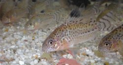 Hoplisoma cruziense