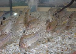 Hoplisoma cruziense