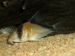 Hoplisoma davidsandsi