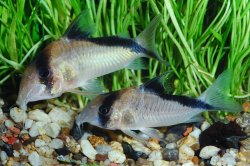Hoplisoma davidsandsi